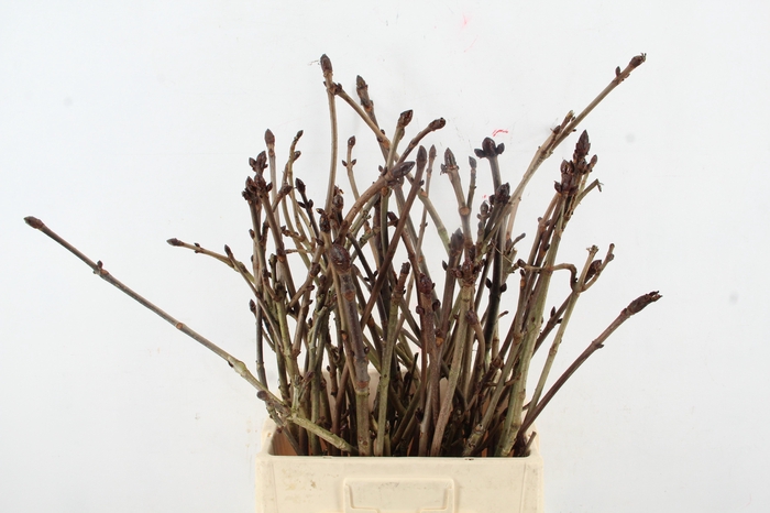 <h4>AESCULUS HIPPOC TAK 70CM</h4>