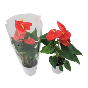 Anthurium XL.10 Mauii Red 9cm met blanco hoes