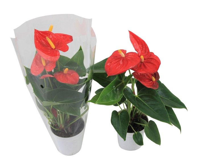 <h4>Anthurium XL.10 Mauii Red 9cm met blanco hoes</h4>