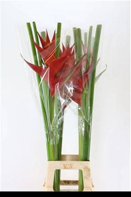 <h4>HELIC CA PURPUREA</h4>