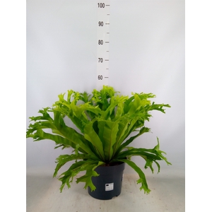 Asplenium nidus 'Crissie'