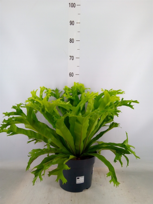 <h4>Asplenium nidus 'Crissie'</h4>