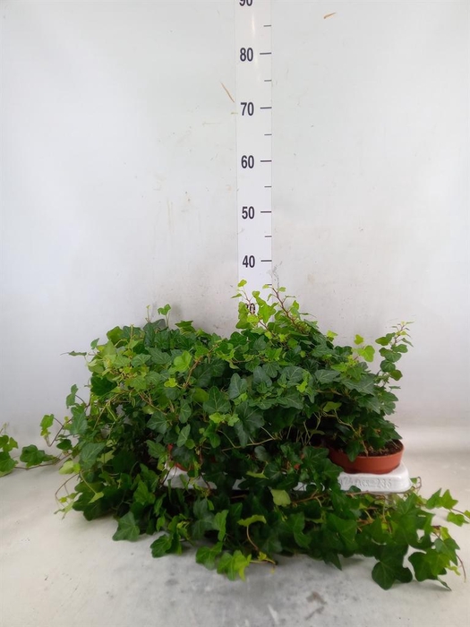 <h4>Hedera helix 'Wonder'</h4>