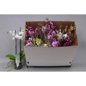 PHAL MF GEM 8 KL