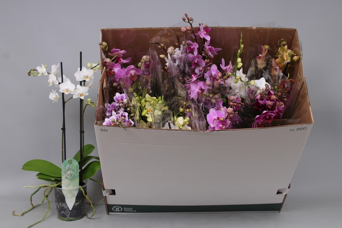 <h4>PHAL MF GEM 8 KL</h4>