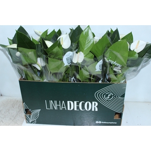 ANTHURIUM WHITE WINNER P15 BRANCO