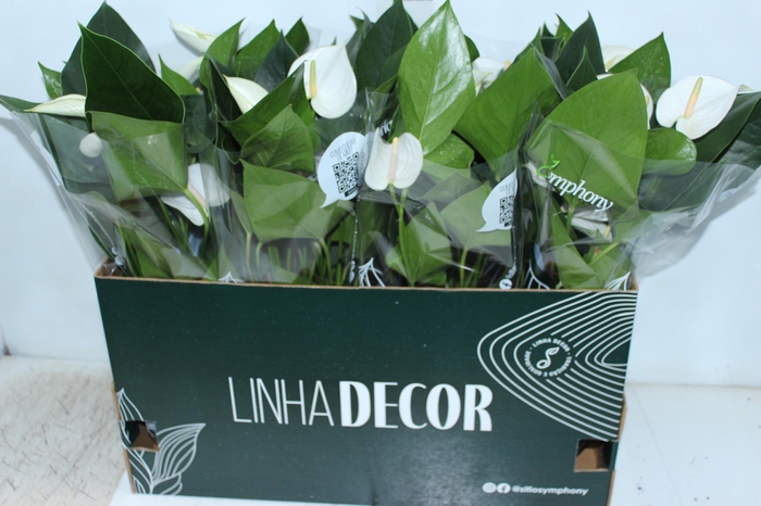 <h4>ANTHURIUM WHITE WINNER P15 BRANCO</h4>