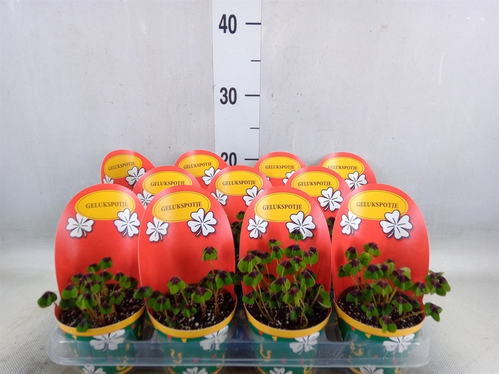 <h4>Oxalis deppei</h4>