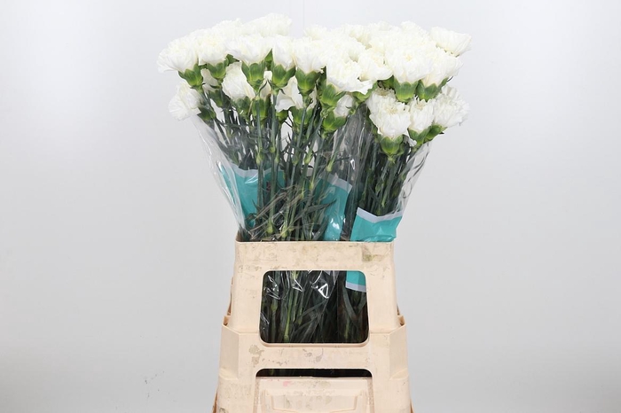 <h4>Dian St Diamante</h4>