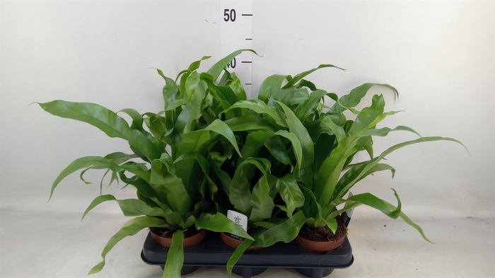 <h4>Asplenium antiquum</h4>