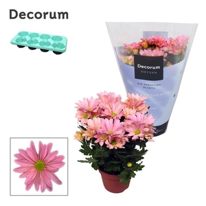 Chrysanne® Margarita Pink