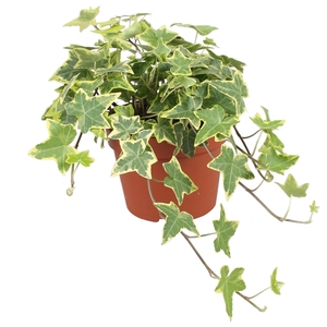 Hedera helix Gold Child