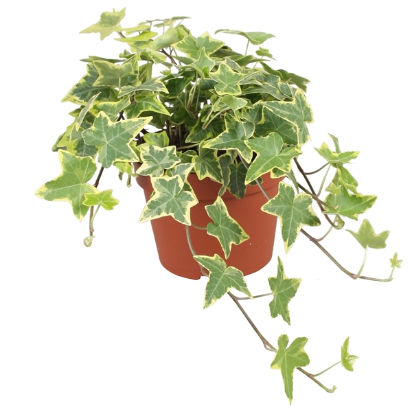 <h4>Hedera helix Gold Child</h4>