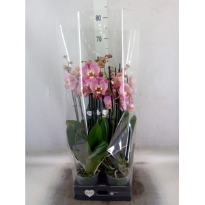 Phalaenopsis   ...