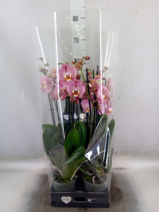 <h4>Phalaenopsis   ...</h4>