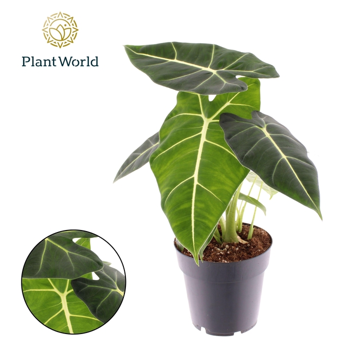 <h4>Alocasia 'Frydek'</h4>