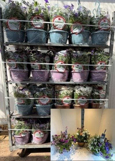 <h4>PERKPL GEM IN POT</h4>