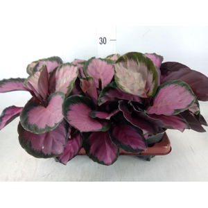 Calathea roseopicta 'Crimson'