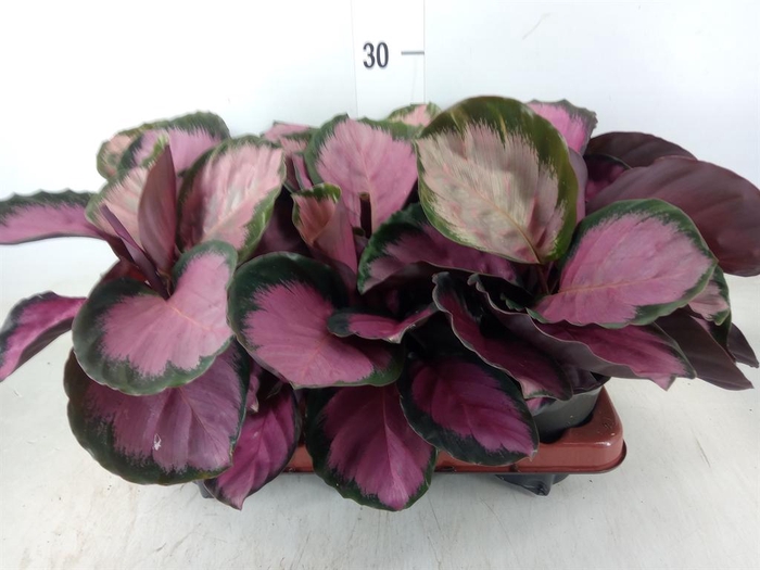 <h4>Calathea roseopicta 'Crimson'</h4>