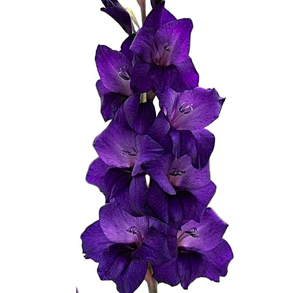 <h4>GLAD GR MILKA</h4>