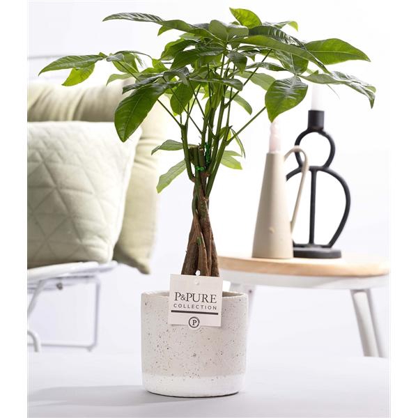 <h4>Pachira Aquatica in P&PURE Jade pottery</h4>