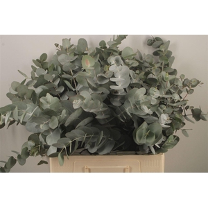 Euc Cinerea Per Bunch Za Short Spray 10 Stem Bunch