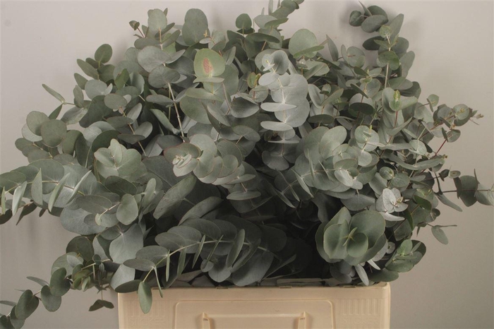 <h4>Euc Cinerea Per Bunch Za Short Spray 10 Stem Bunch</h4>