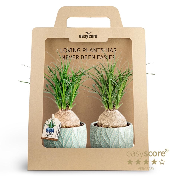 <h4>2-Pack Leaf Ocean, Beaucarnea P10</h4>
