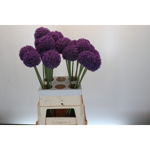 Allium Ambassador