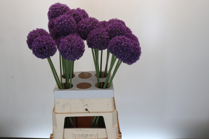 Allium Ambassador