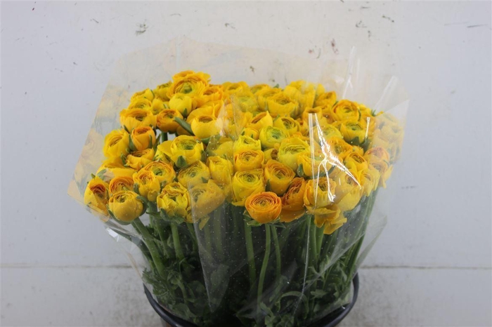 <h4>Ran Elegance Yellow</h4>