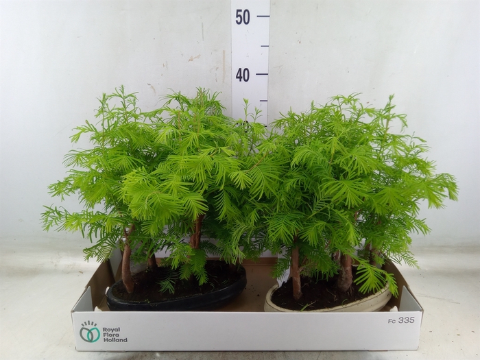 <h4>Bonsai   ...</h4>
