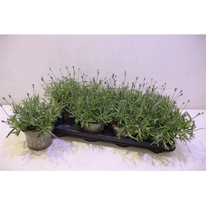 Lavan An Essence Pur