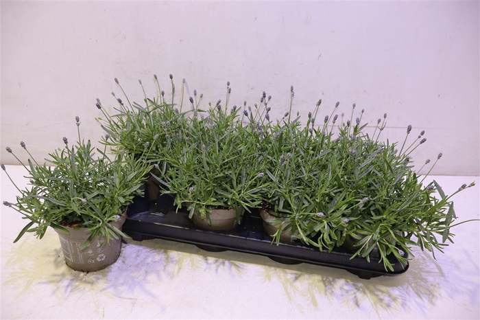 <h4>Lavan An Essence Pur</h4>