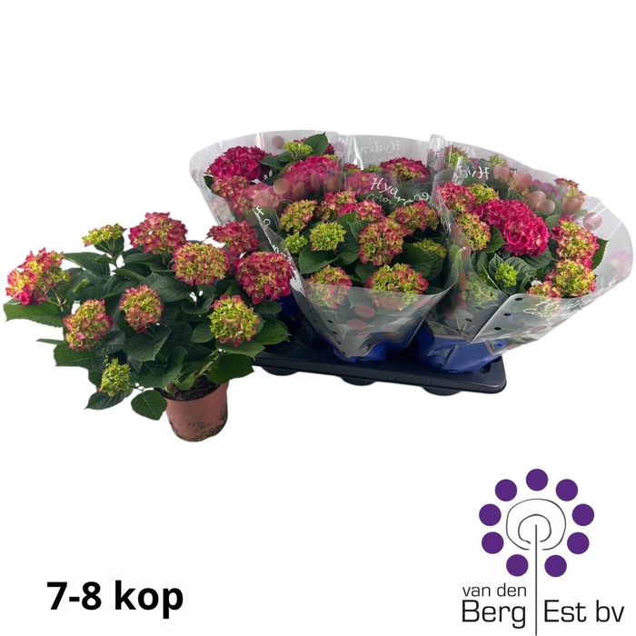 <h4>HYDR M SPEEDY RED</h4>