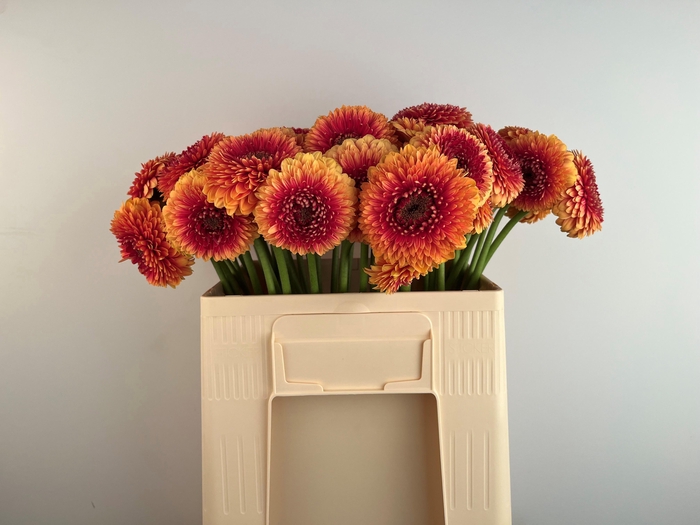 <h4>GE MB POM BEAKER</h4>