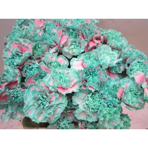 Di St G Bubbelicious