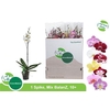 Phal Gem 2 Branches 16 +
