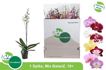 Phal Gem 2 Branches 16 +