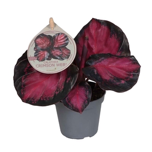 CALATHEA ROSEOPICTA