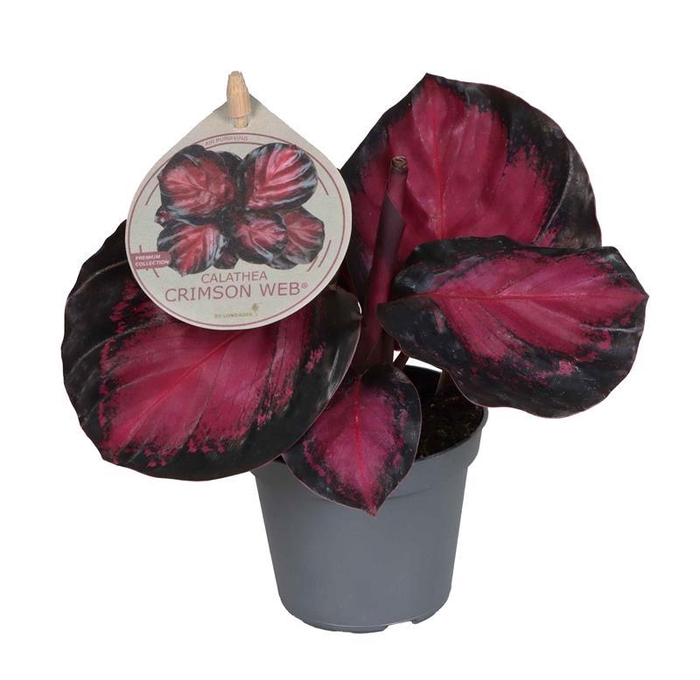 <h4>CALATHEA ROSEOPICTA</h4>