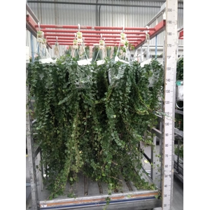 Hedera helix 'Wonder'