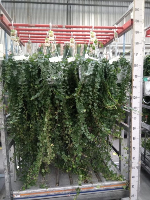 <h4>Hedera helix 'Wonder'</h4>