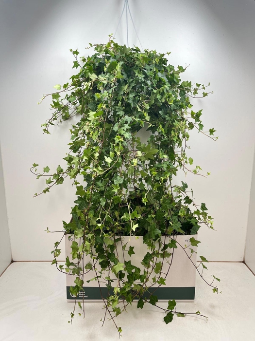 <h4>HED HE PITTSBURGH</h4>