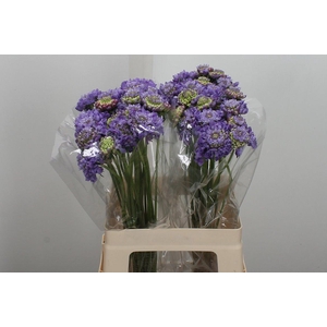 Scab At Lavend Scoop