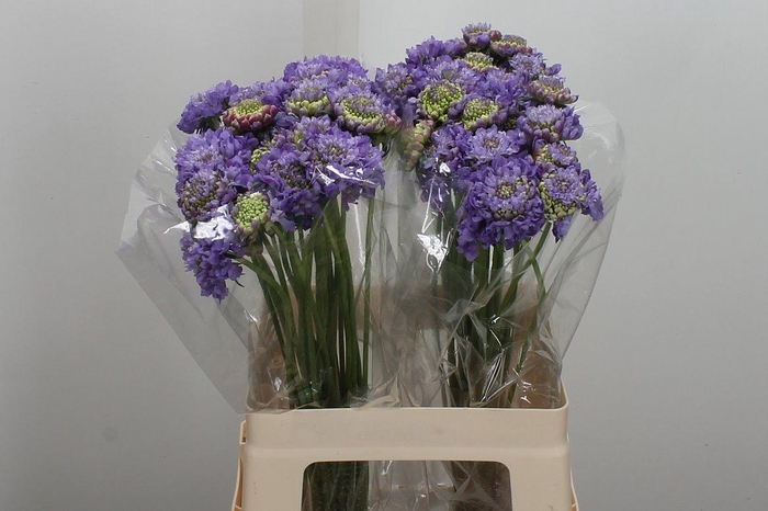 <h4>Scab At Lavend Scoop</h4>