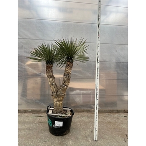 Yucca Rostrata Multistam 011 - 200cm