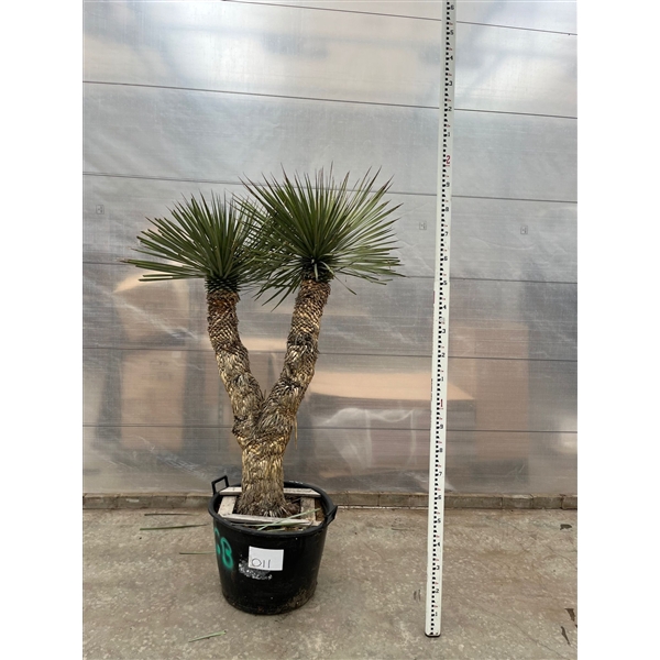 <h4>Yucca Rostrata Multistam 011 - 200cm</h4>