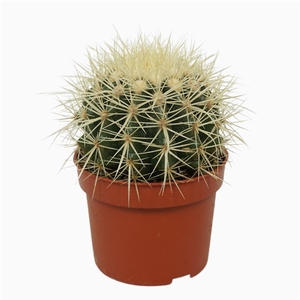 Echinocactus grusonii 10,5 cm