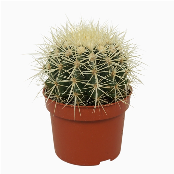 <h4>Echinocactus grusonii 10,5 cm</h4>